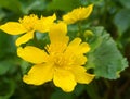 Bright yellow Caltha flowers on green leaves background close up. Caltha palustris, known as marsh-marigold and kingcup flowers. Royalty Free Stock Photo