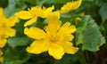 Bright yellow Caltha flowers on green leaves background close up. Caltha palustris, known as marsh-marigold and kingcup flowers. Royalty Free Stock Photo