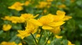 Bright yellow Caltha flowers on green leaves background close up. Caltha palustris, known as marsh-marigold and kingcup flowers. Royalty Free Stock Photo