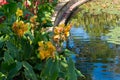 Bright yellow canna flowers in flower bed near the pond Royalty Free Stock Photo