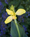 Bright Yellow Canna Lily Standing Tall And Gorgeous