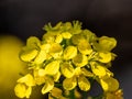 Bright yellow canola flowers in bloom Royalty Free Stock Photo