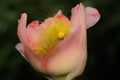 A bright yellow caterpillar is eating a wildflower. Royalty Free Stock Photo