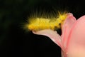 A bright yellow caterpillar is eating a wildflower. Royalty Free Stock Photo