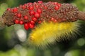 A bright yellow caterpillar is eating wildflower. Royalty Free Stock Photo