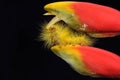 A bright yellow caterpillar is eating wildflower. Royalty Free Stock Photo