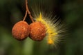 A bright yellow caterpillar is eating a wildfruit. Royalty Free Stock Photo