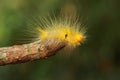 A bright yellow caterpillar is eating a wildfruit. Royalty Free Stock Photo