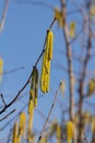 Bright yellow catkins of common hazel tree marking the arrival of spring in a clear blue sky Royalty Free Stock Photo
