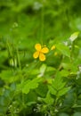Bright yellow celandine or Chelidonium flower Royalty Free Stock Photo