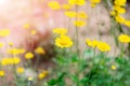 Bright yellow Chamomile flowers field with sunlight. Summer daisies on summer meadow. Royalty Free Stock Photo