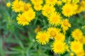 Bright yellow Chamomile flowers field with sunlight. Summer daisies on summer meadow. Royalty Free Stock Photo