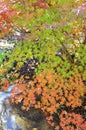 Bright red, orange and yellow changing leaves signal fall