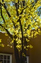 Bright yellow changing leaves signal fall