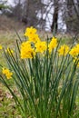 Bright yellow cheerful Easter daffodils blooming in early spring in Julian, California, vertical format Royalty Free Stock Photo