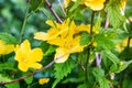 Bright yellow Chinese Rose Kerria japonica Pleniflora flowers in spring in the garden close up. Royalty Free Stock Photo