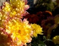 Bright yellow chrysanthemums. Autumn flower garden. Royalty Free Stock Photo