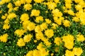 Blooming yellow chrysanthemum flower background. Bright yellow chrysanthemums in the autumn garden Royalty Free Stock Photo