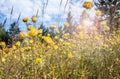 bright yellow clover flowers growing in a clearing Royalty Free Stock Photo