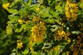 Bright yellow cluster of flowers of common laburnum, also called golden chain or golden rain, latin name Laburnum anagyroides