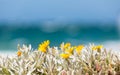 Bright Yellow coastal flowers on the shoreline of False Bay, Cape Town Royalty Free Stock Photo