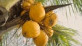 Bright yellow coconuts in a bunch hanging from a tropical palm tree. Summer paradise in Bali. Macro footage of ripe Royalty Free Stock Photo