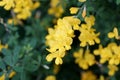 Bright yellow color of Broom `Genista Spachiana` flowers