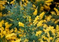 The bright yellow color of Broom `Genista Spachiana` flowers