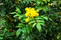 Bright yellow color of spring flowers Mahonia Aquifolium against the dark green of the plant Royalty Free Stock Photo