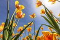 Bright yellow color Tulip flowers against blue sky Royalty Free Stock Photo