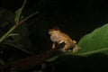 A bright yellow colored Dendropsophus bifurcus with golden spots inflating his keelsack