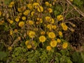 bright yellow colstfoot flowers in early spring Royalty Free Stock Photo