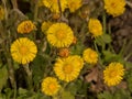 bright yellow colstfoot flowers in early spring Royalty Free Stock Photo