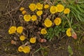 bright yellow colstfoot flowers i n early spring Royalty Free Stock Photo