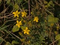 Common saint john`s wort flowers, view from above