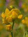 Bright yellow common vetchling flower