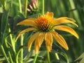 Bright Yellow Coneflower With Green Background