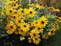 Bright yellow coneflower rudbeckia fulgida `Goldsturm` in a garden, Canada