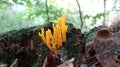 Yellow Coral mushroom Royalty Free Stock Photo