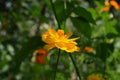 Bright yellow cosmos flower on blurred background. Summer garden Royalty Free Stock Photo