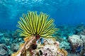 Yellow Crinoid on Reef in Indonesia