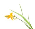 Bright yellow crocosmia