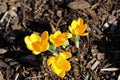 Bright yellow crocus flowers bloom in spring Royalty Free Stock Photo