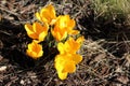 Bright yellow crocus flowers bloom in spring Royalty Free Stock Photo