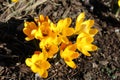 Bright yellow crocus flowers bloom in spring Royalty Free Stock Photo