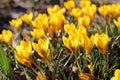 Bright yellow crocuses on a spring meadow in the Park. Royalty Free Stock Photo