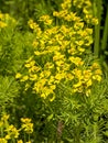 Bright yellow cypress spurge flowers