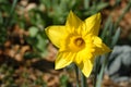 Bright Yellow Daffodil