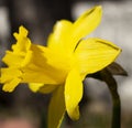 Bright Yellow Daffodil Colorado Garden Spring Royalty Free Stock Photo