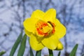 Bright yellow Daffodil Latin: Narcissus and Golden shaggy beetle Latin: Tropinota hirta. Soft selective focus Royalty Free Stock Photo
